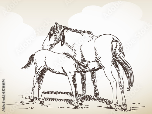 Horse mom and baby horse. drinking milk