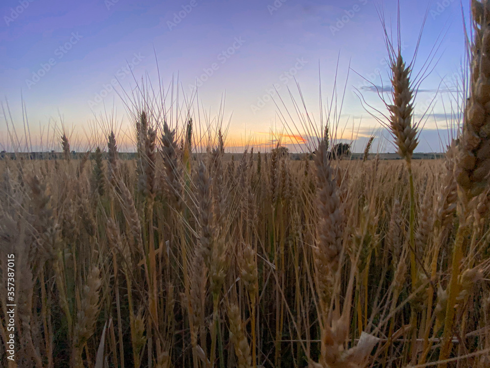 Fototapeta premium Sunset and wheat spike