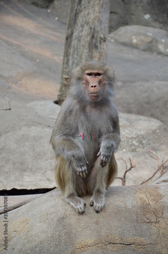 Wild Hamadryas baboon, zoo of Frankfurt (Germany) Wild Hamadryas baboon, zoo of Frankfurt (Germany)