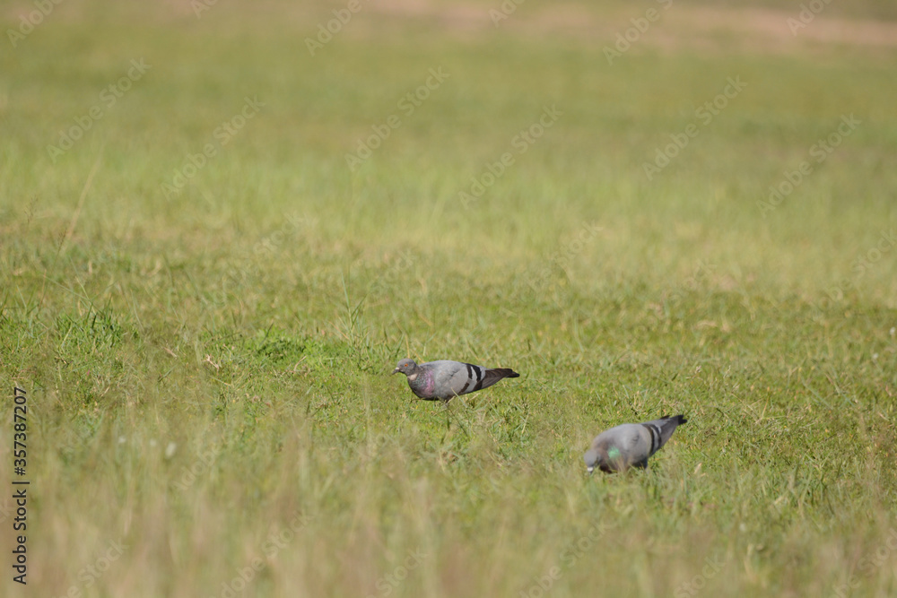 Obraz premium Pigeon is on a grass