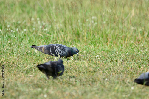 Pigeon is on a grass