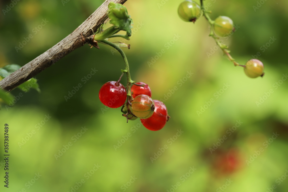 Red currant on a branch Red currant on a branch