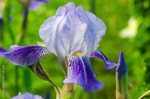 Fotografie flowering  irises, flowers violet irises close-up