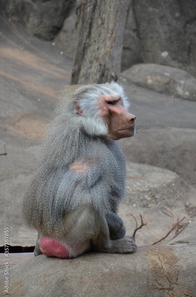 Wild Hamadryas baboon, zoo of Frankfurt (Germany) Wild Hamadryas baboon, zoo of Frankfurt (Germany)