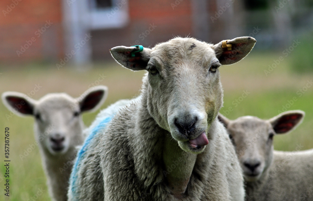 Fototapeta premium English Sheep