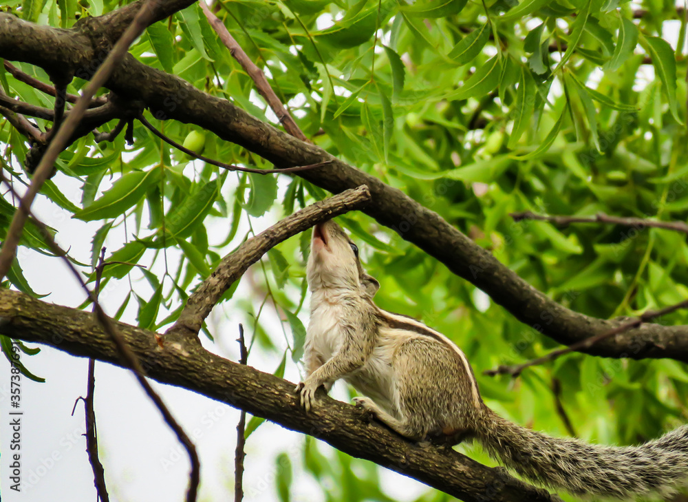 Fototapeta premium Images for Squirrel climbing up the branch of tree.