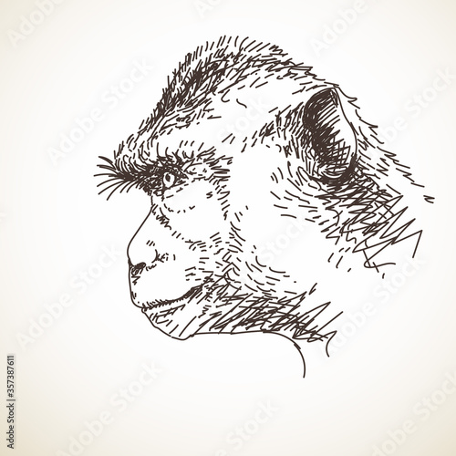 monkey