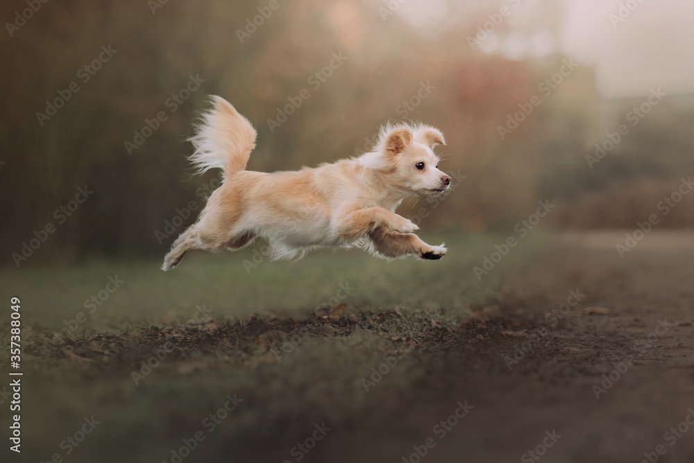 young chihuahua dog jumping outdoors in summer