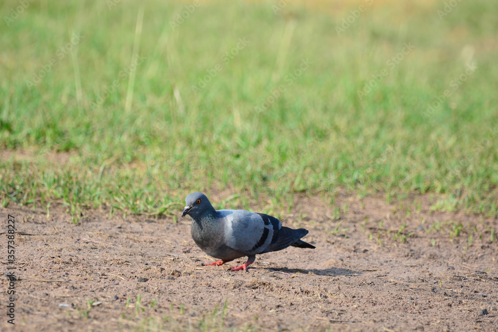Pigeon is on a grass