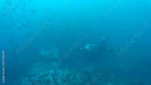 Wallpaper Mural Oceanic manta ray passing over the coral bommie Torontodigital.ca