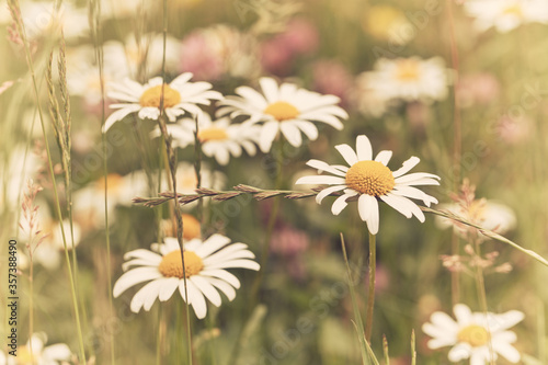 Nature background with wild flowers camomiles. Soft focus. Close up.