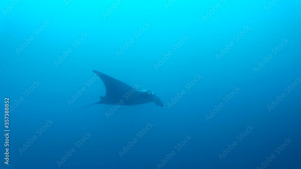 Oceanic manta ray swimming in the blue Oceanic manta ray swimming in the blue
