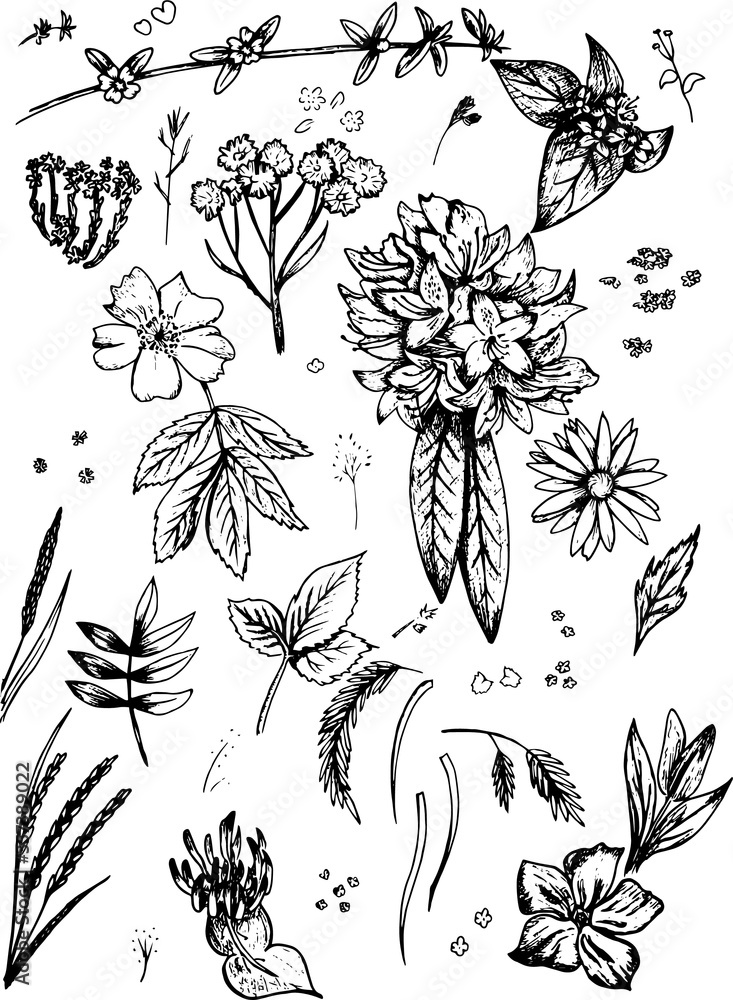 Obraz Flowers and Leaves Ink Vector Hand Drawn