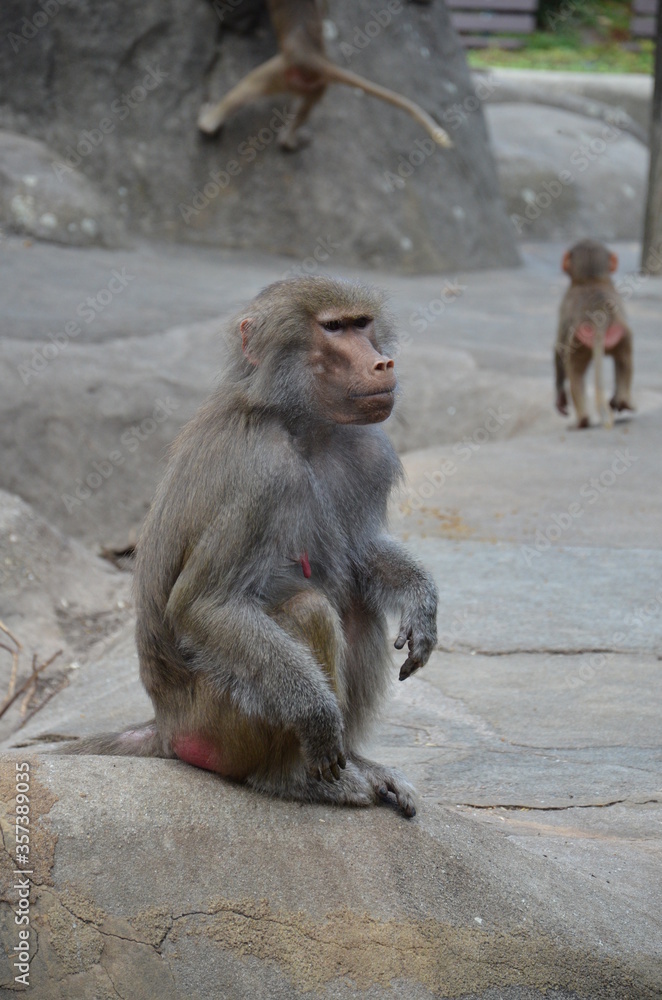 Wild Hamadryas baboon, zoo of Frankfurt (Germany) Wild Hamadryas baboon, zoo of Frankfurt (Germany)