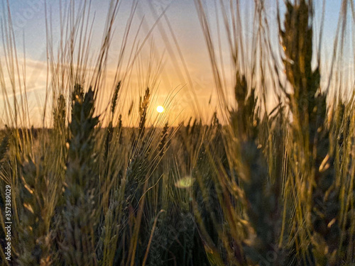 Sunset and wheat spike