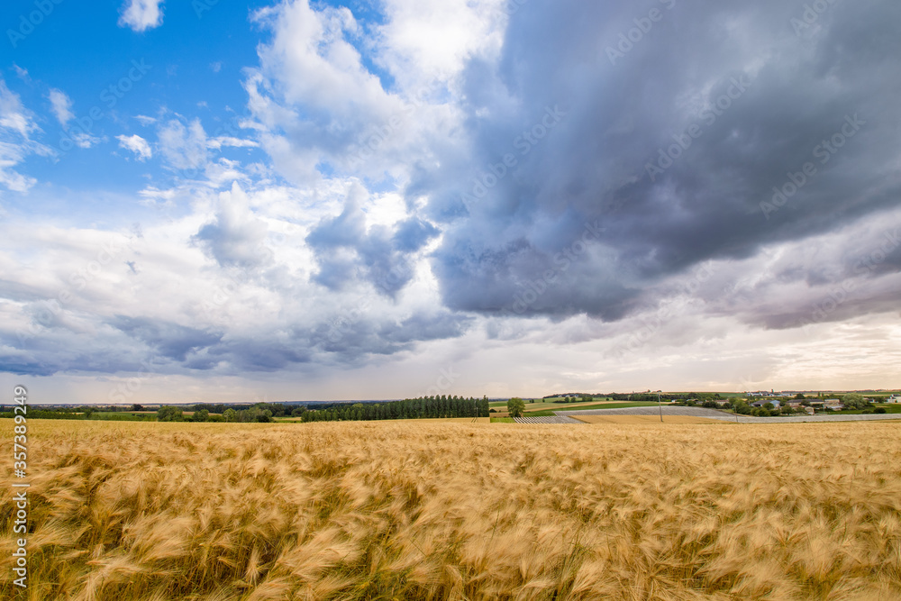 View of a wheat field ready to be harvested, during a very stormy sky View of a wheat field ready to be harvested, during a very stormy sky