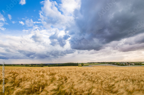 View of a wheat field ready to be harvested  during a very stormy sky