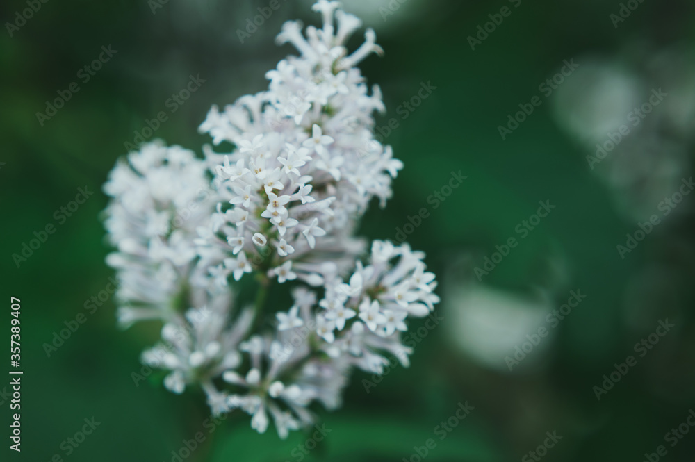light lilac flower on a blurry green background light lilac flower on a blurry green background