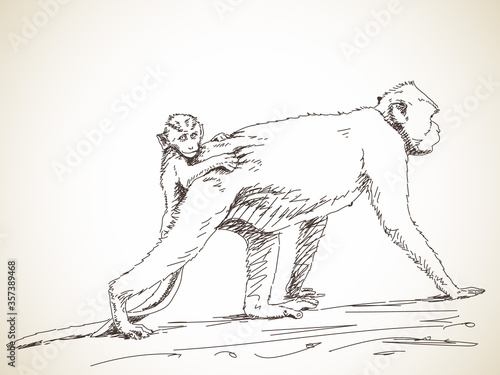 monkey