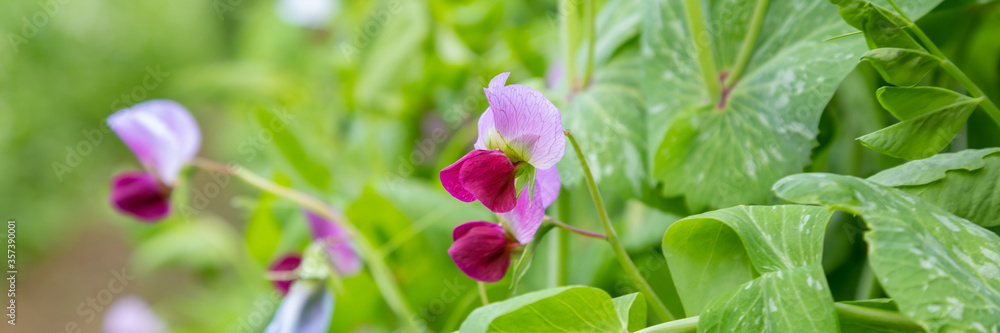 Panorama with closeup of fresh purple beans flowers in the vegetable garden Panorama with closeup of fresh purple beans flowers in the vegetable garden