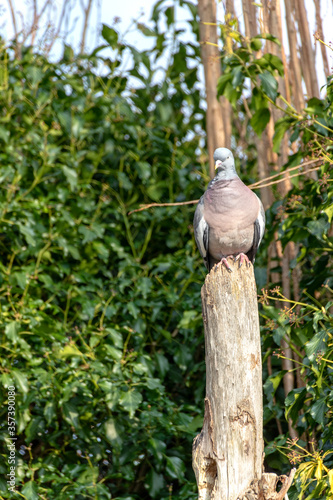 A Common Wood Pigeon sits perched on top of the remains of a dead tree trunk, which provides it with a good vantage point to overlook the terrain, during a warm sunny spring afternoon in England.