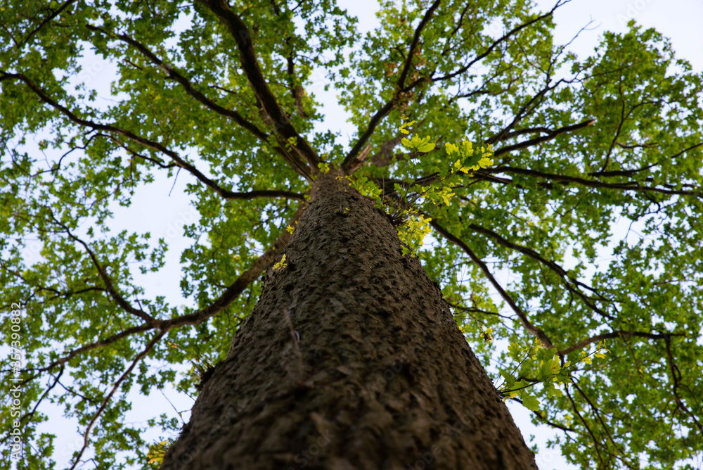 Fototapeta premium Un arbre vue de haut