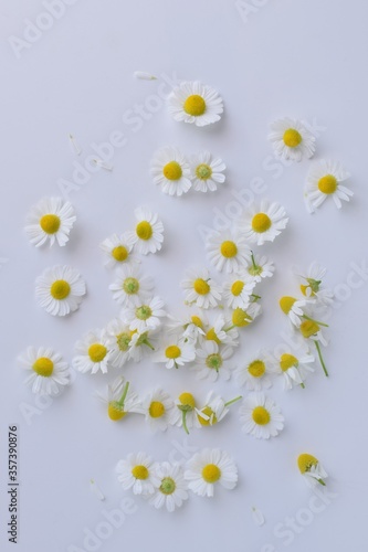 カモミールの花びら、白背景