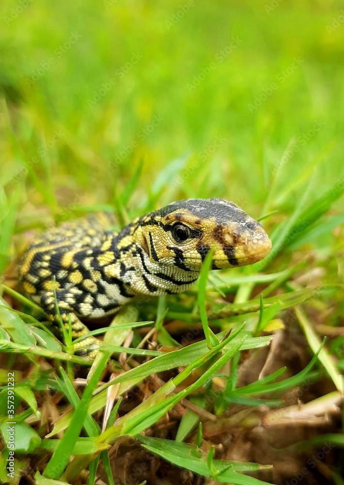 green snake in the grass green snake in the grass