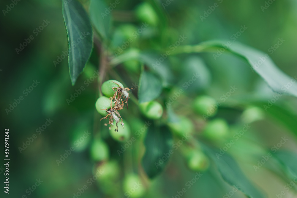 apples of the wild apple tree. Dried flowers on a wild apple tree apples of the wild apple tree. Dried flowers on a wild apple tree