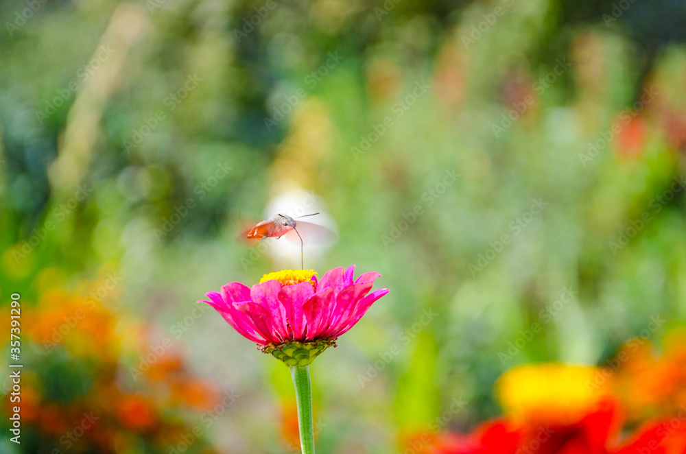 Brazhnik butterfly over a pink flower on colorful background