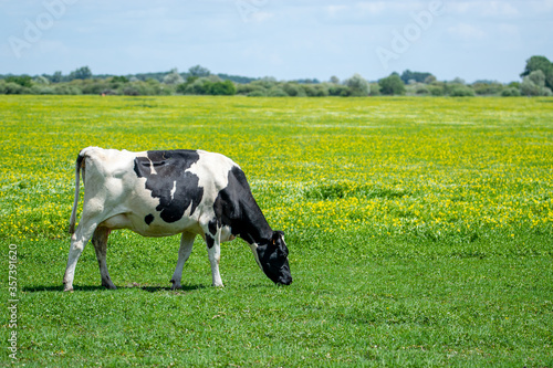 Vászonkép Loire-Atlantique, France-June 6, 2020: A cow grazes on grass in the marshes of Sainte Lumine de Coutais