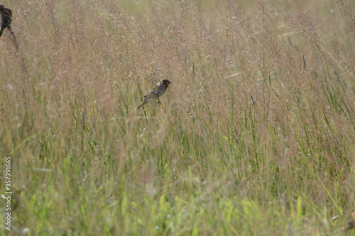 Java Sparrow is on a grass