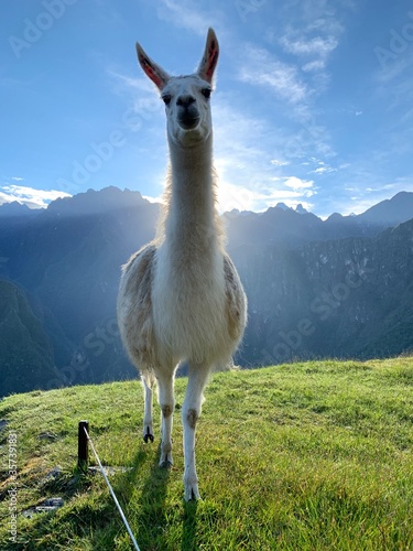 White beautiful lama in the Machu Picchu
