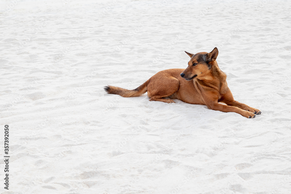 Red dog relaxing lay down on the white sand beach