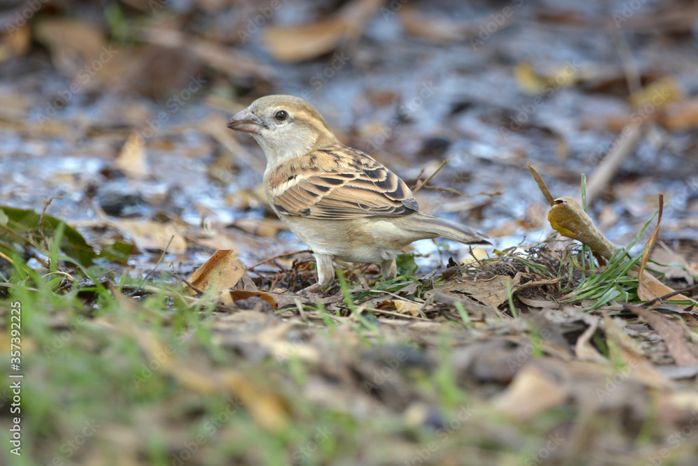 Java Sparrow is on a ground