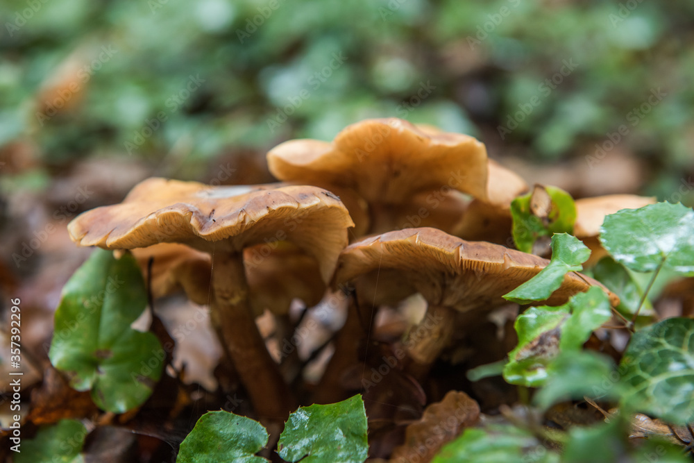 mushroom in forest with nature background mushroom in forest with nature background