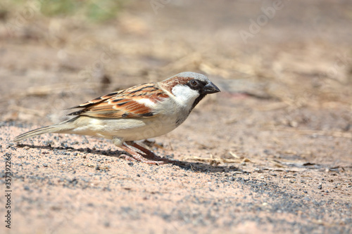 Java Sparrow is on a ground
