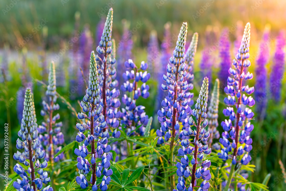 Obraz premium Lupine flowers blooming on a summer meadow