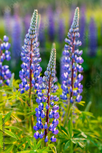 Lupine flowers blooming on a summer meadow