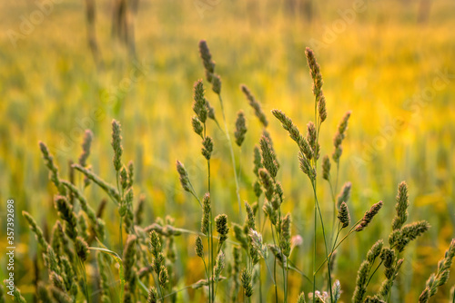 Meadow grass in the field in golden sunlight. © vivoo