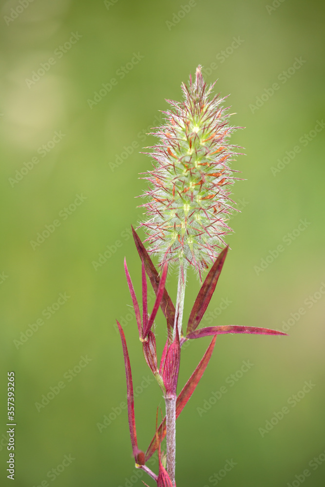 Macrophotographie de fleur sauvage - Trèfle à feuilles étroites - Trifolium angustifolium Macrophotographie de fleur sauvage - Trèfle à feuilles étroites - Trifolium angustifolium
