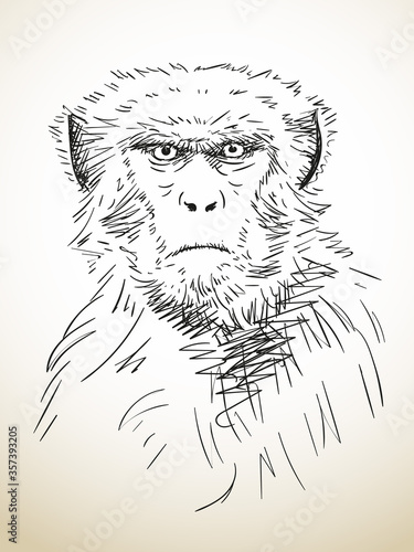 monkey