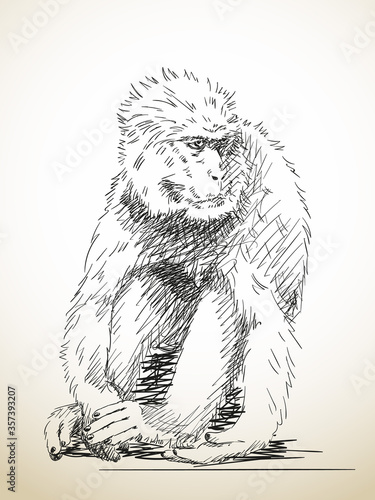 monkey