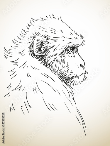 monkey