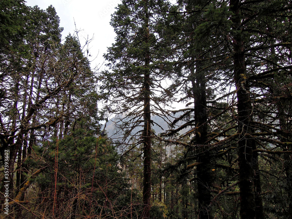 In the depths of Nepal forest. Tall trees surrounding trekking pathway. Nature is almost untouched by human hand In the depths of Nepal forest. Tall trees surrounding trekking pathway. Nature is almost untouched by human hand
