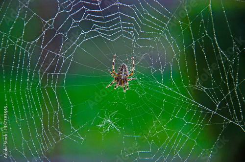 big spider close up on a web with drops of morning dew, Close up European garden spider