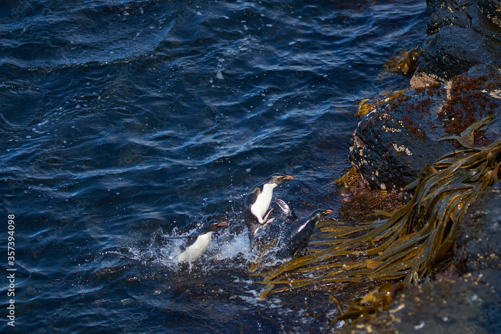 Obraz premium Southern Rockhopper Penguins (Eudyptes chrysocome) coming ashore on the rocky cliffs of Bleaker Island in the Falkland Islands