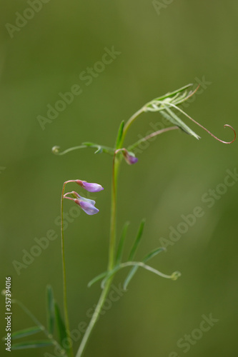 Macrophotographie de fleur sauvage - Vesce à fleurs lâches - Ervum gracile © panosud360