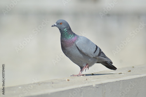 pigeon in the city © Mandeep