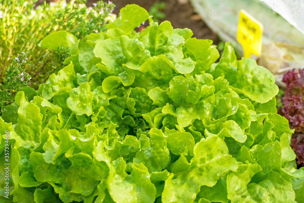 Big fresh and healthy picking salad just before harvest Big fresh and healthy picking salad just before harvest